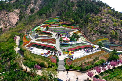 免費游花海！第三屆青島花卉博覽會今日在生態園盛大啟動