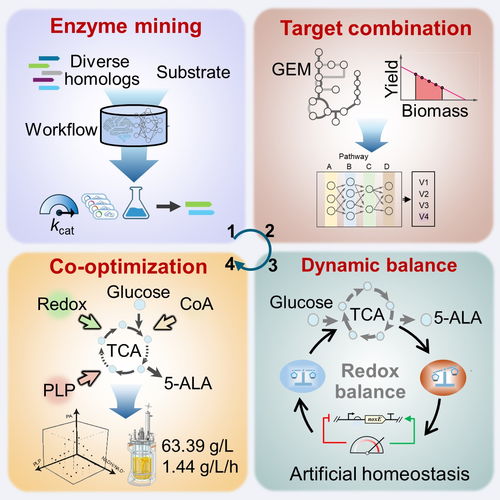 微生物所王為善團(tuán)隊在5 氨基乙酰丙酸高效細(xì)胞工廠的構(gòu)建方面取得進(jìn)展