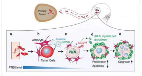 RNA世界的知識(shí)圖譜與生物化工產(chǎn)品技術(shù)研發(fā)的精品項(xiàng)目